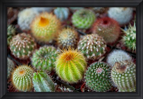 Framed Close-up of multi-colored Cacti Print