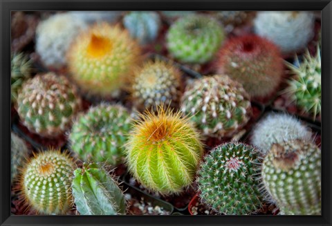 Framed Close-up of multi-colored Cacti Print