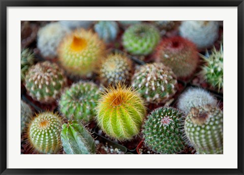 Framed Close-up of multi-colored Cacti Print