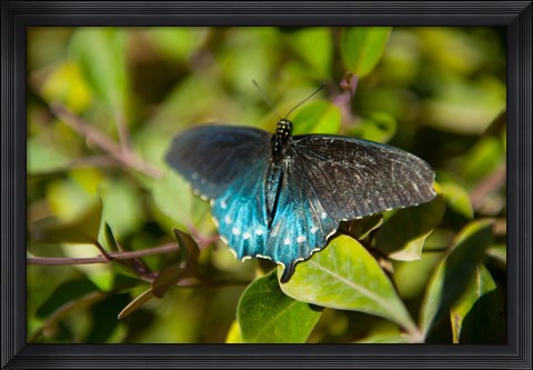 Framed Blue tinted Butterfly on a leaf Print