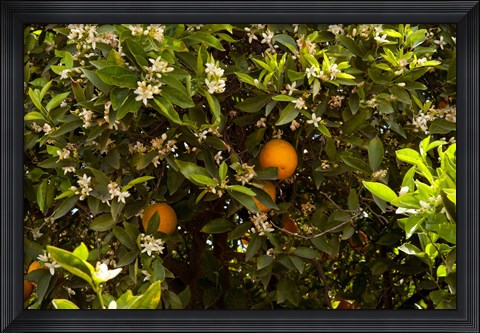 Framed Orange trees in an orchard, Santa Paula, Ventura County, California, USA Print