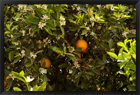 Framed Orange trees in an orchard, Santa Paula, Ventura County, California, USA Print