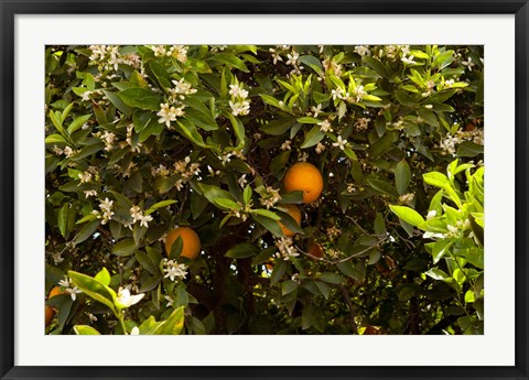 Framed Orange trees in an orchard, Santa Paula, Ventura County, California, USA Print