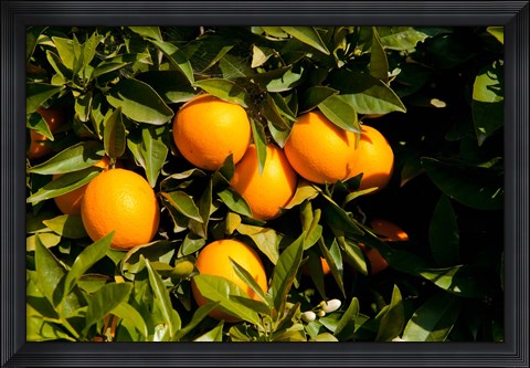 Framed Oranges, Santa Paula, Ventura County, California Print