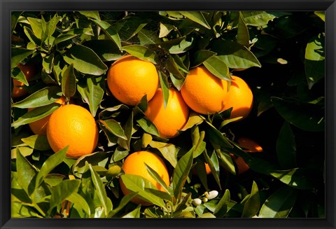 Framed Oranges, Santa Paula, Ventura County, California Print