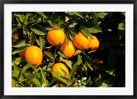 Framed Oranges, Santa Paula, Ventura County, California Print