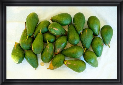 Framed Avocados in a bunch, Santa Paula, Ventura County, California, USA Print