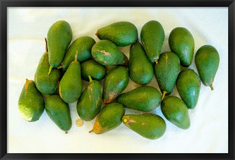 Framed Avocados in a bunch, Santa Paula, Ventura County, California, USA Print