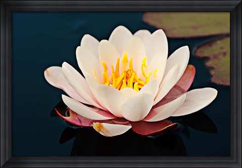 Framed Water lily in a pond, Mendocino Coast Botanical Gardens, Fort Bragg, California, USA Print