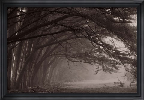 Framed Cypress trees at misty morning, Fort Bragg, California, USA Print