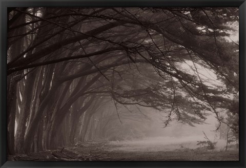 Framed Cypress trees at misty morning, Fort Bragg, California, USA Print