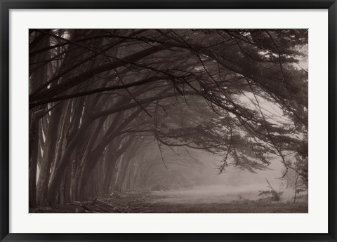 Framed Cypress trees at misty morning, Fort Bragg, California, USA Print