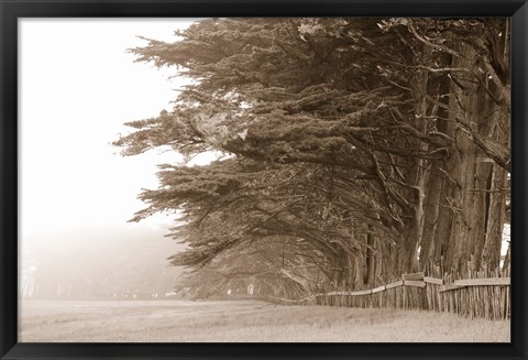 Framed Cypress trees along a farm, Fort Bragg, California, USA Print