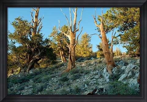 Framed Bristlecone Pine Grove, White Mountains, California Print
