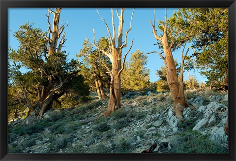 Framed Bristlecone Pine Grove, White Mountains, California Print