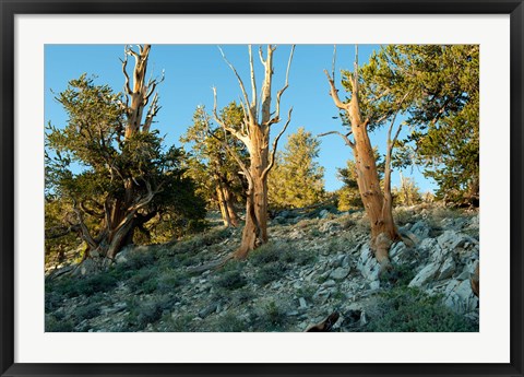 Framed Bristlecone Pine Grove, White Mountains, California Print