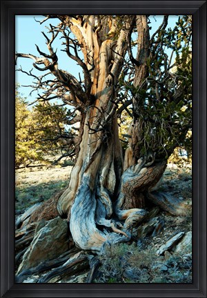 Framed Ancient Bristlecone Pine Forest, White Mountains, California Print