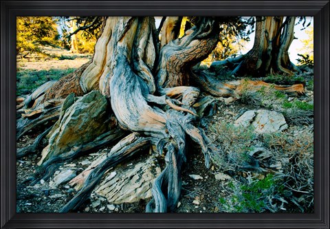 Framed Bristlecone Pine Grove at Ancient Bristlecone Pine Forest, White Mountains, California Print