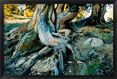 Framed Bristlecone Pine Grove at Ancient Bristlecone Pine Forest, White Mountains, California Print