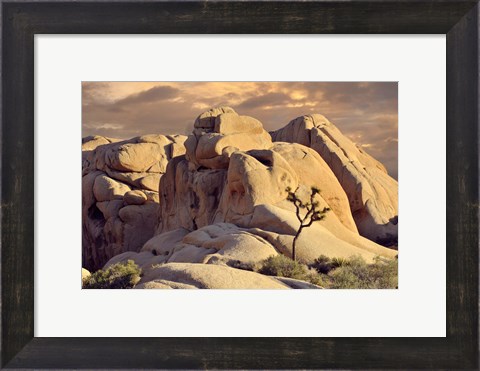Framed Rock formations and Joshua tree at Joshua Tree National Park, California, USA Print