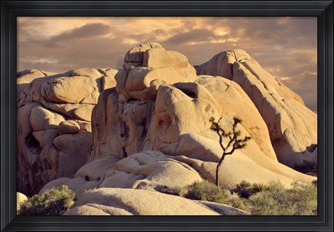Framed Rock formations and Joshua tree at Joshua Tree National Park, California, USA Print