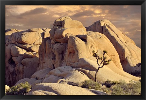 Framed Rock formations and Joshua tree at Joshua Tree National Park, California, USA Print