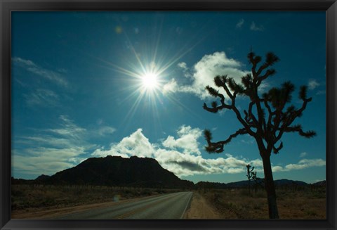 Framed Joshua tree at the roadside, Joshua Tree National Park, California, USA Print