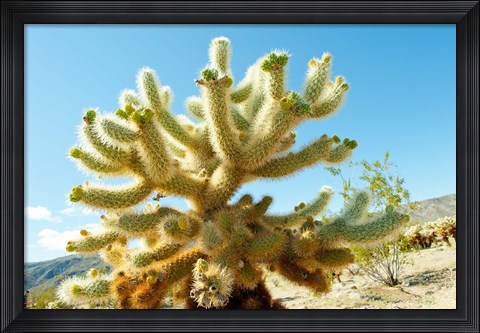Framed Cactus at Joshua Tree National Park, California, USA Print