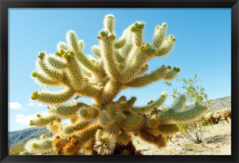 Framed Cactus at Joshua Tree National Park, California, USA Print