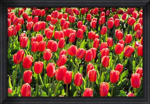 Framed Field of Red Tulips Print