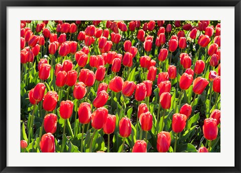 Framed Field of Red Tulips Print