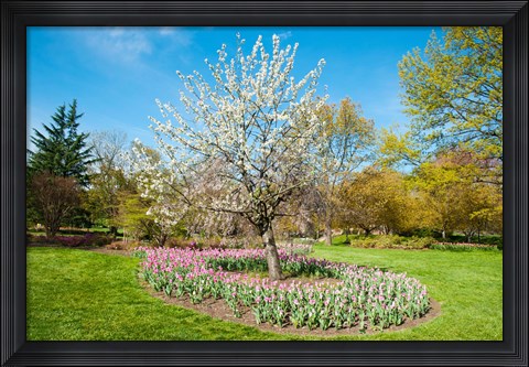 Framed Tree in Sherwood Gardens, Baltimore, Maryland Print