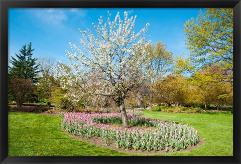 Framed Tree in Sherwood Gardens, Baltimore, Maryland Print