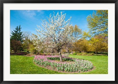 Framed Tree in Sherwood Gardens, Baltimore, Maryland Print