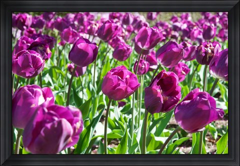 Framed Purple Tulips Print
