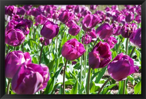 Framed Purple Tulips Print