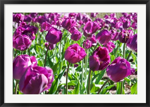 Framed Purple Tulips Print