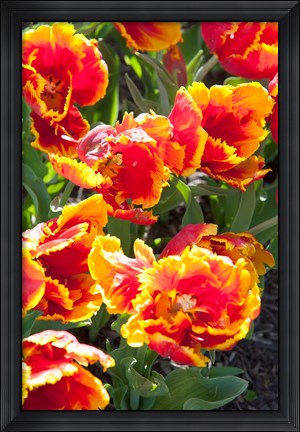 Framed Tulips at Sherwood Gardens, Baltimore, Maryland Print