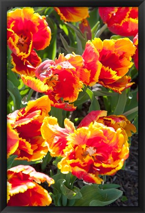 Framed Tulips at Sherwood Gardens, Baltimore, Maryland Print