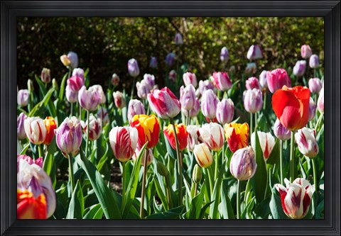 Framed Field of Tulips Print