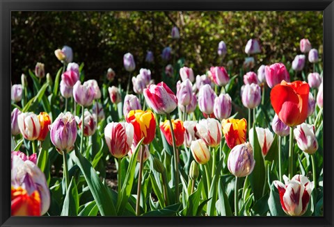 Framed Field of Tulips Print