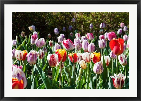 Framed Field of Tulips Print