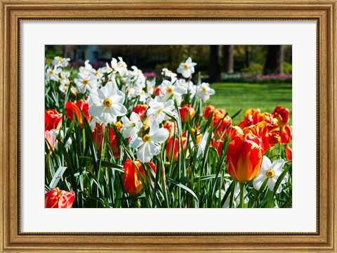 Framed Tulips and other flowers at Sherwood Gardens, Baltimore, Maryland, USA Print