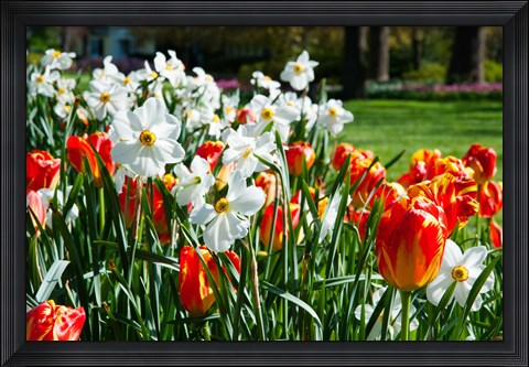 Framed Tulips and other flowers at Sherwood Gardens, Baltimore, Maryland, USA Print