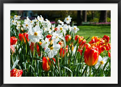 Framed Tulips and other flowers at Sherwood Gardens, Baltimore, Maryland, USA Print