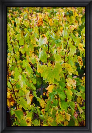 Framed Vineyard in autumn, Chigny-les-Roses, Marne, Champagne-Ardenne, France Print