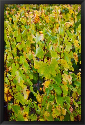 Framed Vineyard in autumn, Chigny-les-Roses, Marne, Champagne-Ardenne, France Print