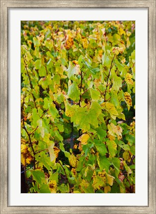 Framed Vineyard in autumn, Chigny-les-Roses, Marne, Champagne-Ardenne, France Print