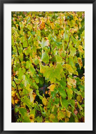 Framed Vineyard in autumn, Chigny-les-Roses, Marne, Champagne-Ardenne, France Print