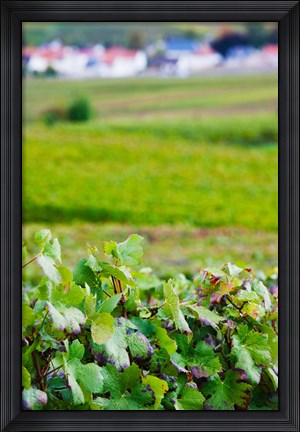 Framed Vineyards in autumn, Chigny-les-Roses, Marne, Champagne-Ardenne, France Print